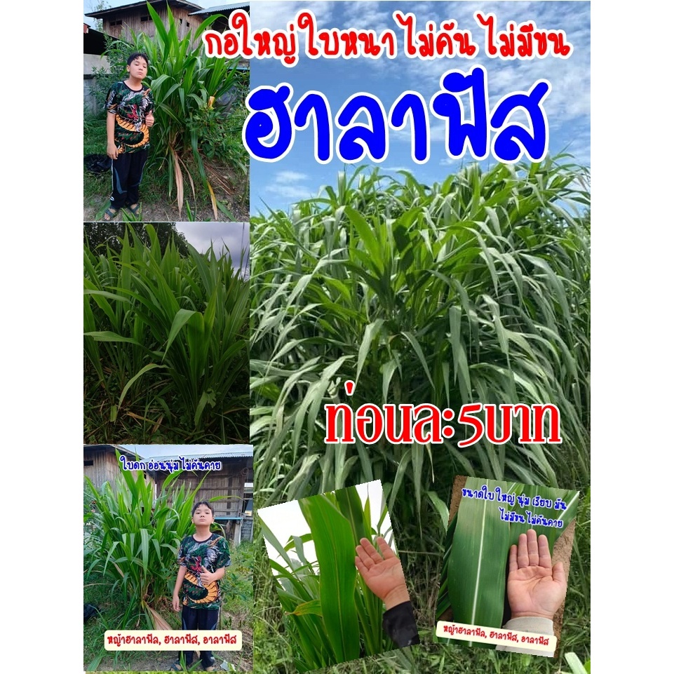 พันธุ์หญ้าฮาลาฟัตแท้ รากสีแดง อมม่วง ท่อนละ5บาท