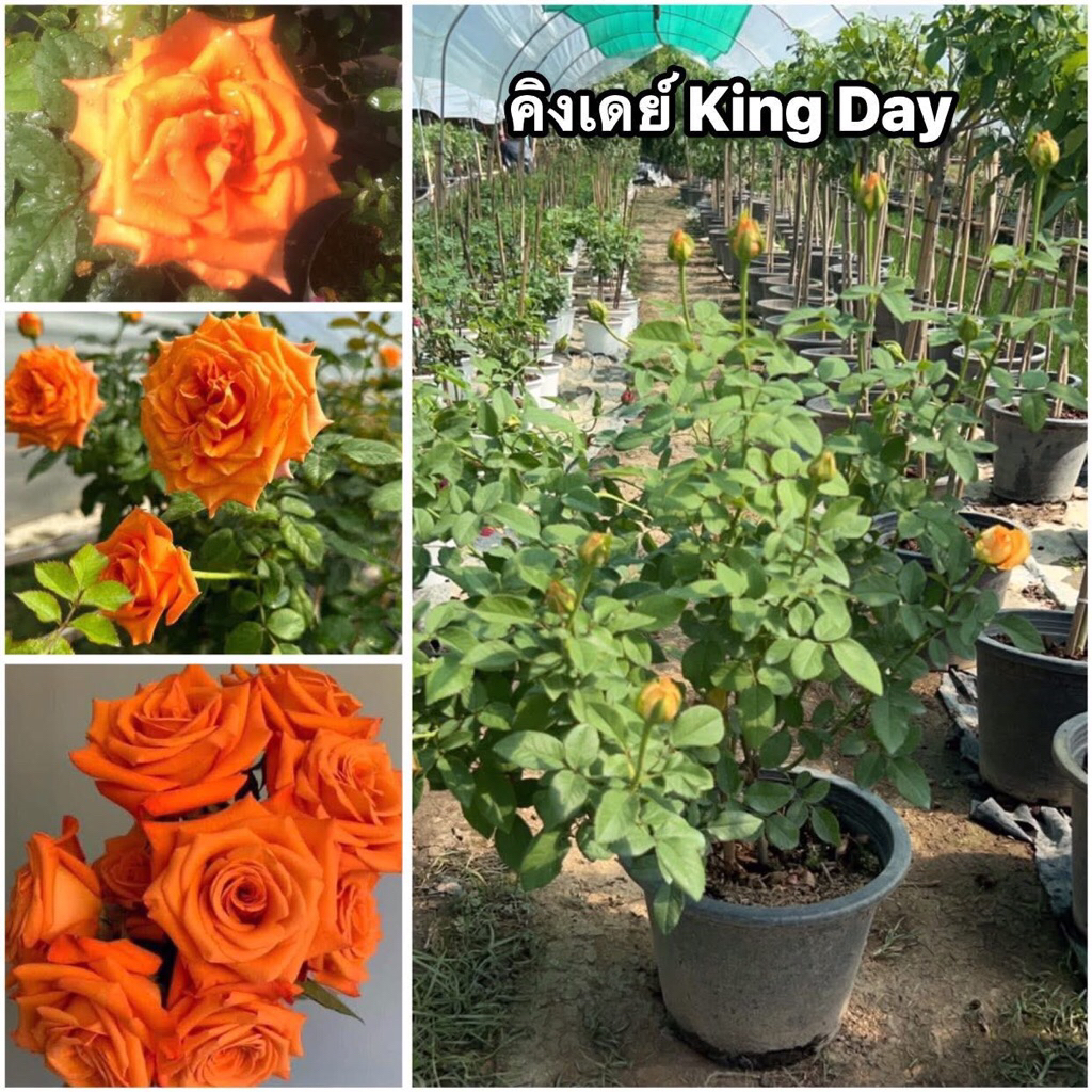 กุหลาบ-คิงเดย์ King Day (กระถาง 12 นิ้ว)  สีส้มสด มีกลิ่นหอม ดอกใหญ่ บานทน