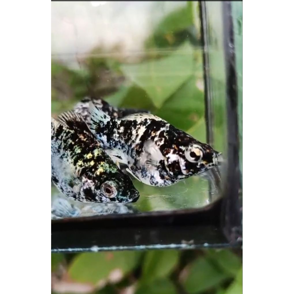 โจ๊ะโจ๊ะโจ๊ะมาเบิ้ลตัวล่ะ499บาท