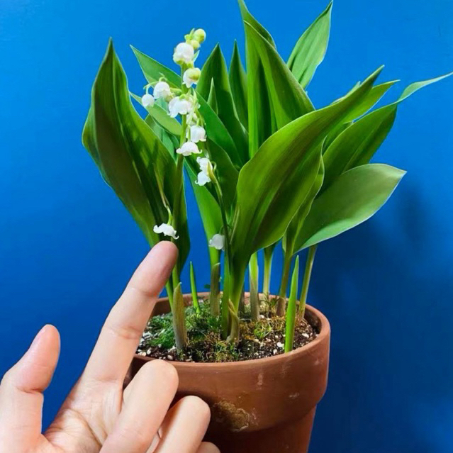 ลิลลี่วัลเล่ ป่า lily of the valley ร่ม-รำไร