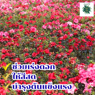 ปุ๋ยตรากระทิงลูกโลก 12-24-12 สูตรเร่งดอก สูตร เร่งดอก ปุ๋ยเร่งดอก ปุ๋ยเร่งผล ปุ๋ยทำดอก ปุ๋ยไม้ดอก ปุ๋ยดอก ดอก บำรุงผล ขน