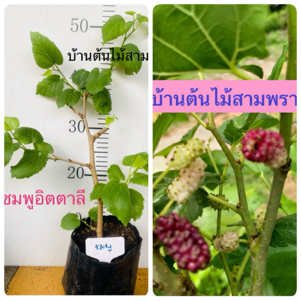 ต้นหม่อนชมพูอิตาลีปลูกจากกิ่งตอนในถุงเพาะพร้อมปลูก