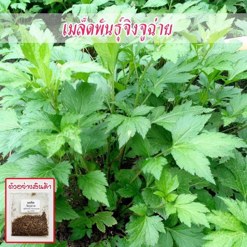 เมล็ดพันธุ์จิงจูฉ่าย 90-200เมล็ด กลิ่นหอมแรง ปลูกง่าย โตไว แม้ในกระถางหรือแปลงเล็ก (ซื้อ 10แถม1 คละได้)