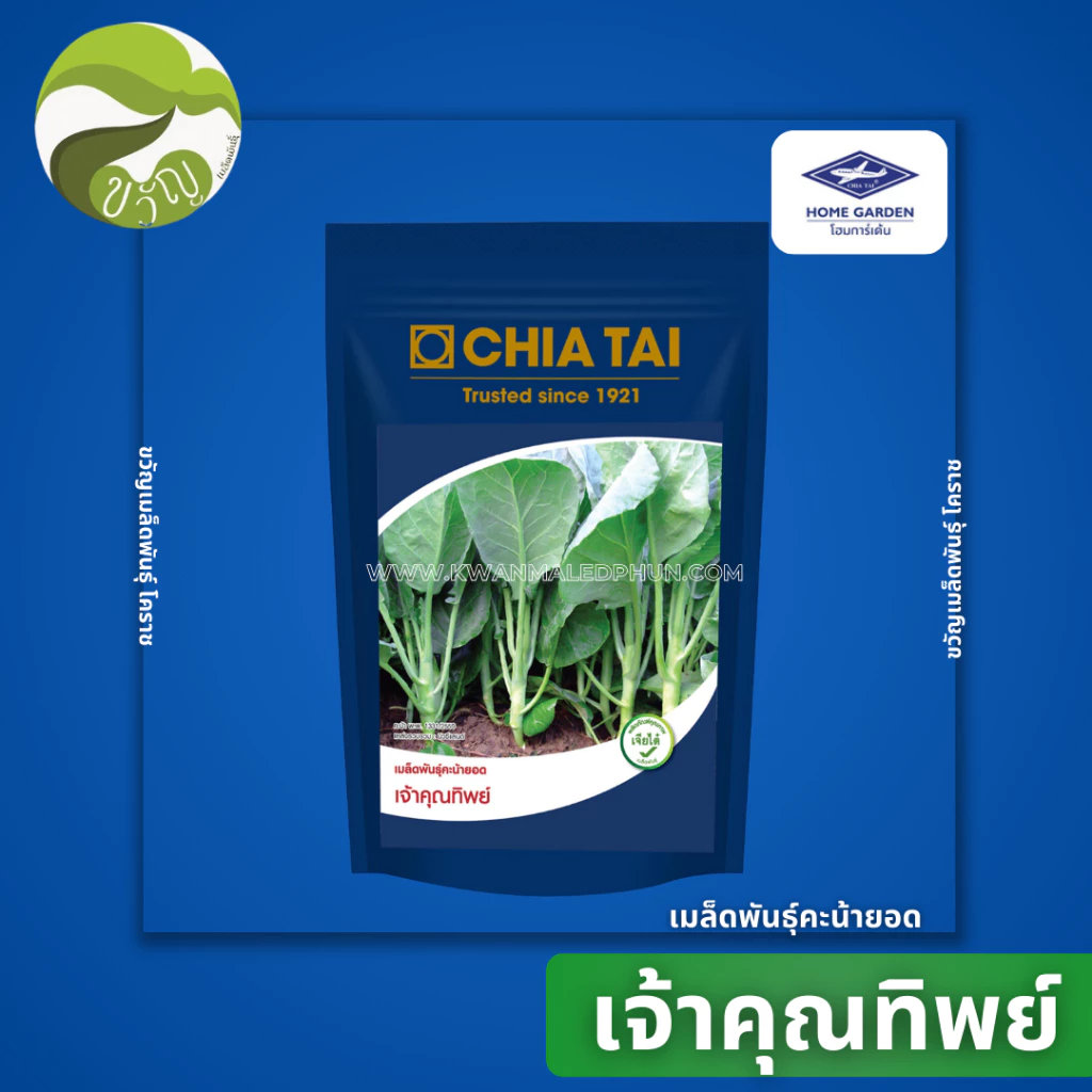 เมล็ดพันธุ์ คะน้า คะน้ายอด เจ้าคุณทิพย์ ตราเจียไต๋