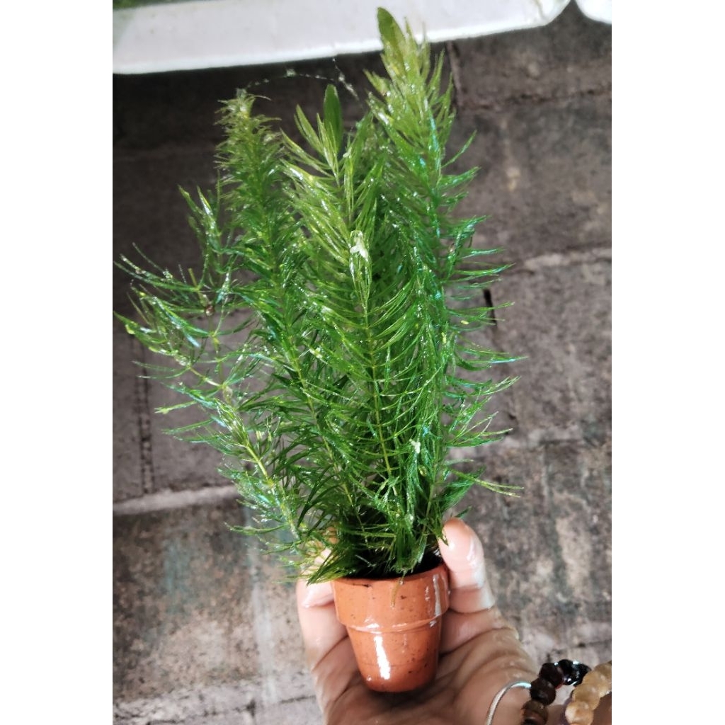 🌿 สาหร่ายหางกระรอก 🌿พร้อมกระถางดินเผา