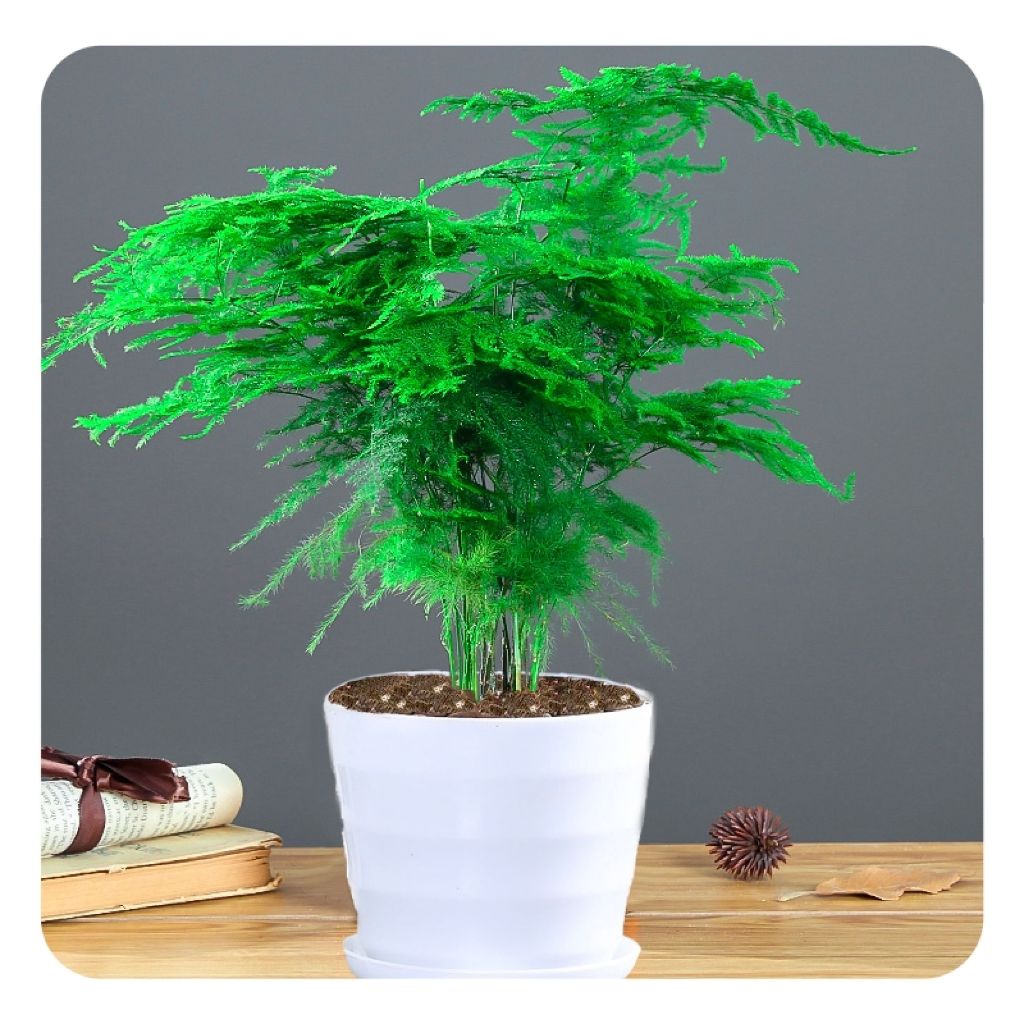 10Pcs/Pack Asparagus Fern Tree Seeds Evergreen Indoor Potted Plants Bonsai Seeds