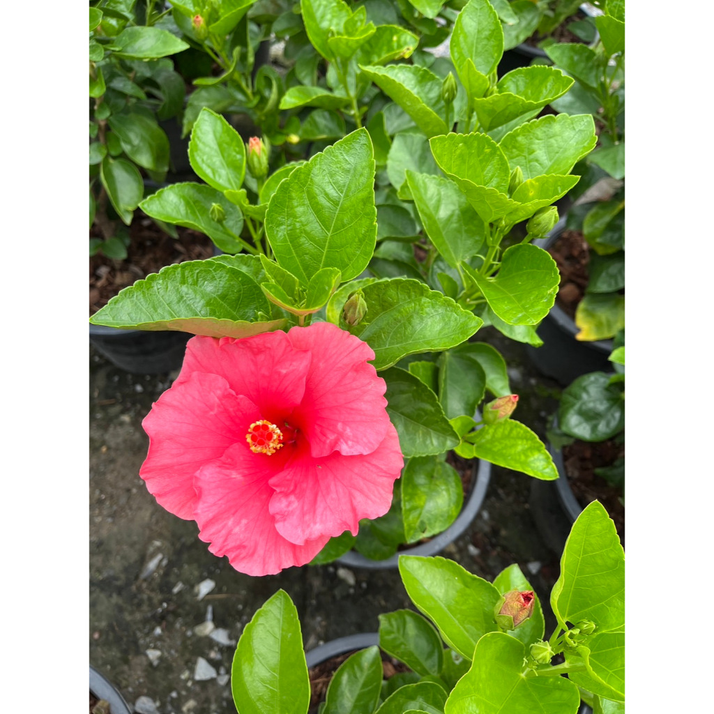 ชบาชมพูอังกฤษ กลีบชั้นเดียว สีชมพูสวยมาก Hibiscus, Pink Hibiscus - รูปที่ 4