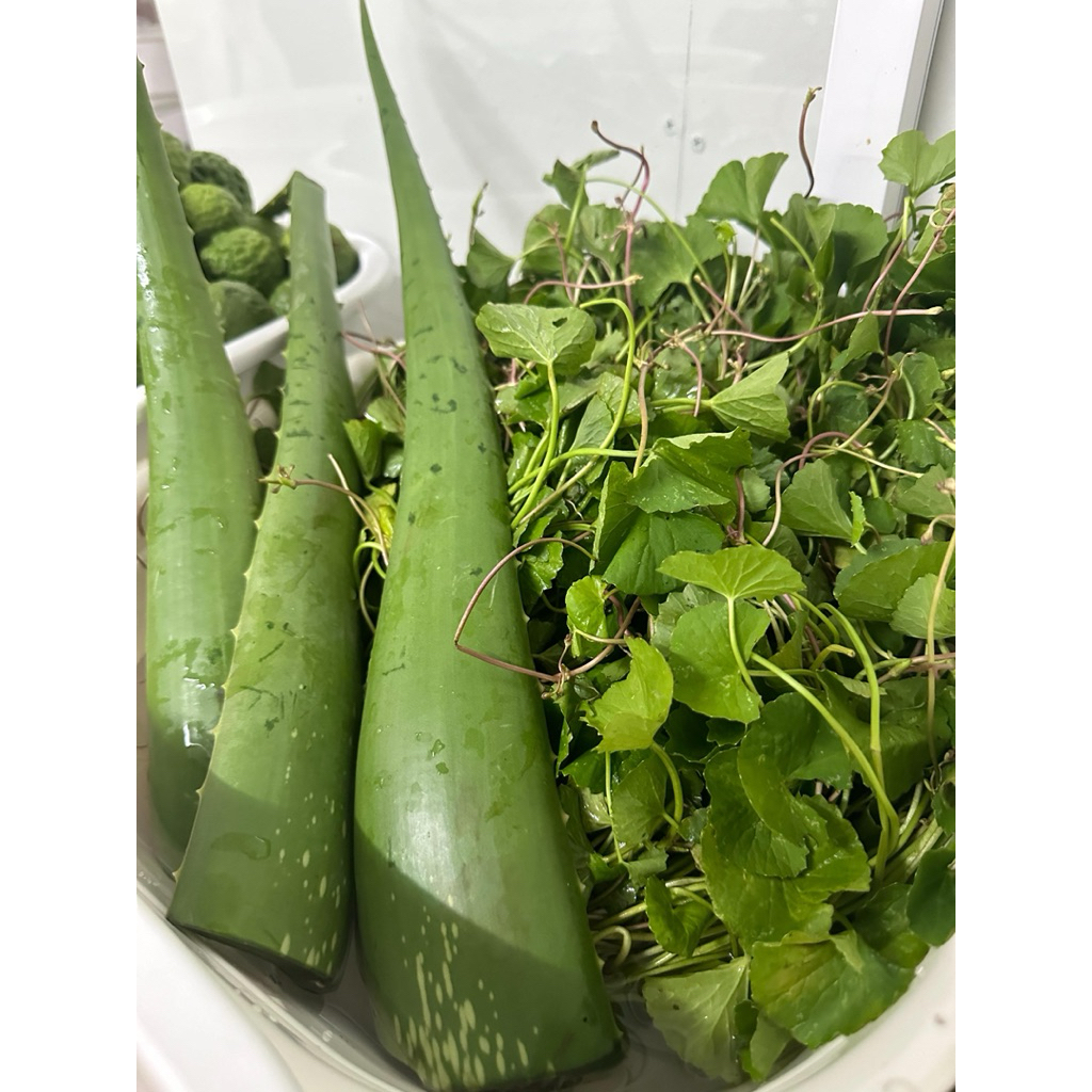 ครีมหมักสมุนไพรสด 2 แกลอน ขนาด 1,000ml. บำรุงหนังศีรษะ บำรุงราก ช่วยให้ผมเกิดใหม่ เร่งงอก ช่วยดก ช่วยหนา ลดมัน ลดรังแค - รูปที่ 4