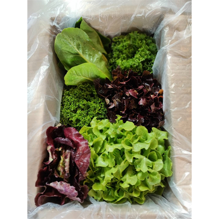 ผักสลัดสดๆจากฟาร์มในเมือง Snail Farm ผักสด กรอบ ไม่ขม