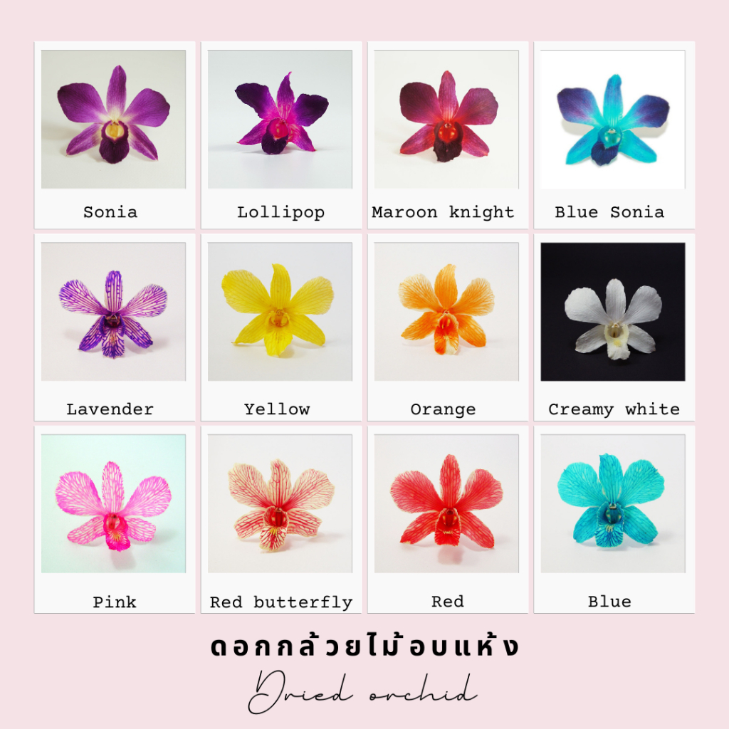 Prosco | ดอกกล้วยไม้อบแห้ง หลากสี สำหรับงานตกแต่ง craft งานประดิษฐ์ handmade งานเรซิ่น ตกแต่งบ้าน