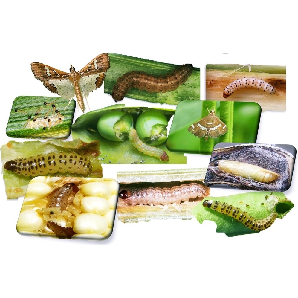 [แพ็ค 10ซอง] อีมา เอ็กซ์  ขนาด 100 กรัม อีมาเอ็กซ์ อีมาเมกติน เบนโซเอต ใช้กำจัด เพลี้ยไฟ หนอน ด้วงหมัด แมลง ยาเย็น - รูปที่ 2