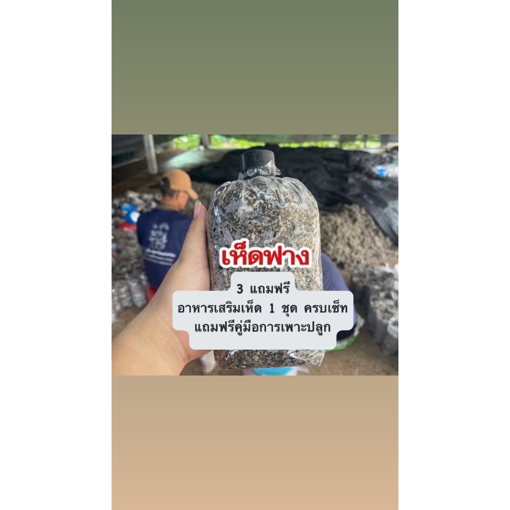 ก้อนเชื้อเห็ดฟาง 3 + แถมฟรีคู่มือ  + แถมฟรีอาหารเสริมเห็ด 1 ชุด ครบเซ็ท