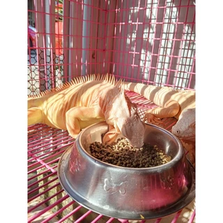 Happy Iguana อาหารอิกัวน่า 500 กรัม, 1 กิโลกรัม สารอาหารครบถ้วน สามารถลองซื้อทานได้