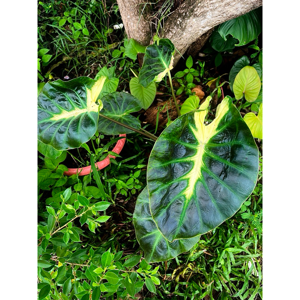 Colocasia Itim Kati(ไอติมกะทิ)
