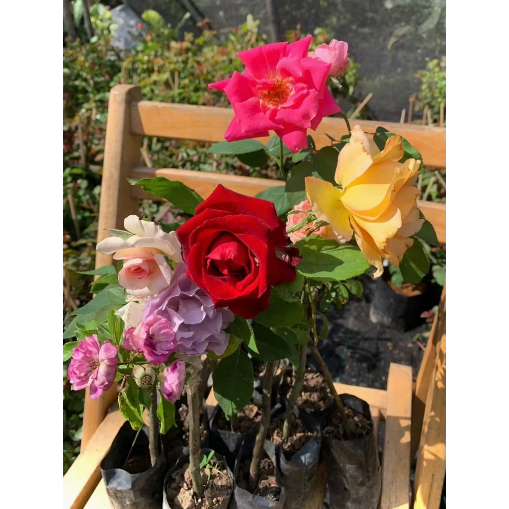 กุหลาบดอกสวยๆ ชุด 4️⃣ ต้น 9️⃣9️⃣บาท กิ่งติดตาสายพันธุ์ต่างประเทศ ดอกใหญ่ๆ💥 (คละสี) คุ้มค่าประยัด ปลูกลงกระถางได้เลย - รูปที่ 2