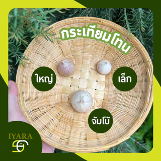 กระเทียมโทน กระเทียมโทนสด 1กิโลกรัม