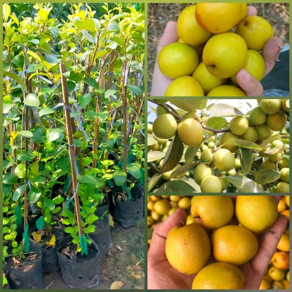 ต้นพุทราสามรสพันธุ์สีทอง ทาบกิ่ง มีความกลมกล่อมด้วยรสชาติที่ลงตัว ทั้งรสเปรี้ยว หวานกรอบอร่อยมาก ปลูกง่ายผลดก