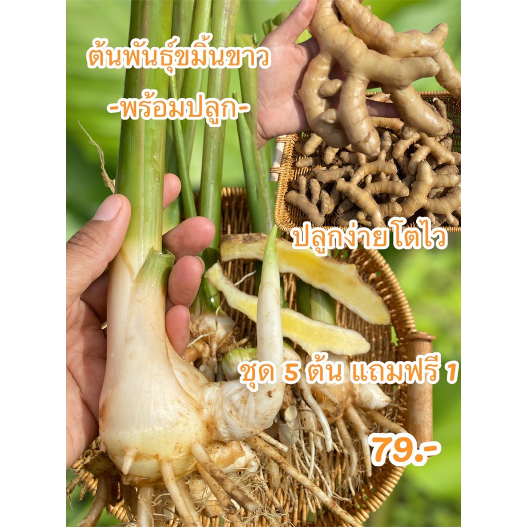 ต้นพันธุ์ขมิ้นขาว ชุด5ต้นแถม1ต้น สดจากไร่ทองผาภูมิ กาญจนบุรี