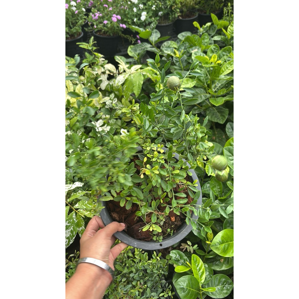 ต้นมะนาวคาเวียร์ หรือ "มะนาวนิ้วมือ"(Finger Lime) มีทั้งพันธุ์ที่ผลมีลักษณะเป็นทรงกลม กระถาง6-8นิ้ว