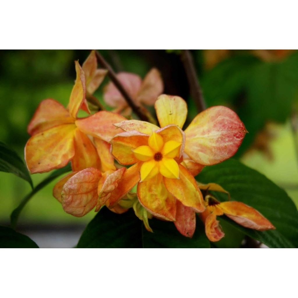 ดอกดอนญ่าสีส้มทอง 1 ต้นถุงดำ ไม้ประดับมงคล ไม้ดอก🌱