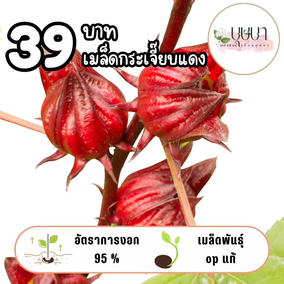 เมล็ดกระเจี๊ยบแดง 39บาท 200เมล็ด