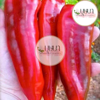 เมล็ดพันธุ์พริกหยวกยักษ์ 9บาท 200เมล็ด