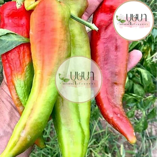 เมล็ดพันธุ์พริกหยวกยักษ์ 9บาท 200เมล็ด