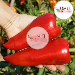 เมล็ดพันธุ์พริกหยวกยักษ์ 9บาท 200เมล็ด