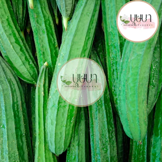 เมล็ดบวบเหลี่ยม 9บาท 20เมล็ด