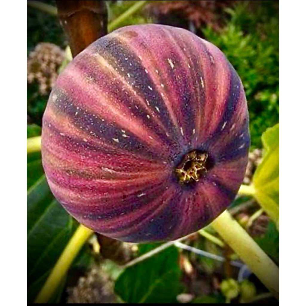 BNR Figs ( Bordissot Negra Rimada ) ต้นพันธุ์มะเดื่อ สายพันธุ์ บีเอ็นอาร์ ตัวท๊อปจากสเปน ลูกสวย ผลลา