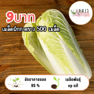 เมล็ดผักกาดขาว 9บาท 500เมล็ด