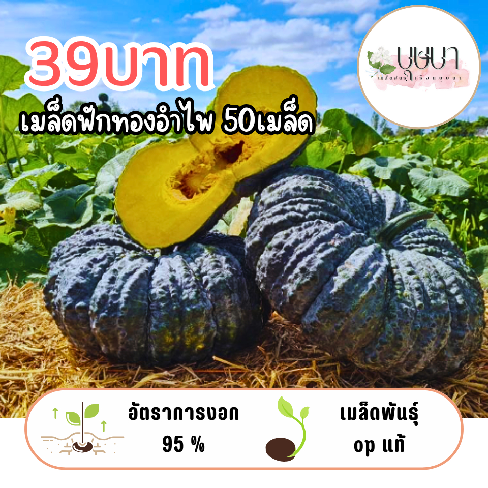 เมล็ดฟักทองอำไพ 39บาท 50เมล็ด
