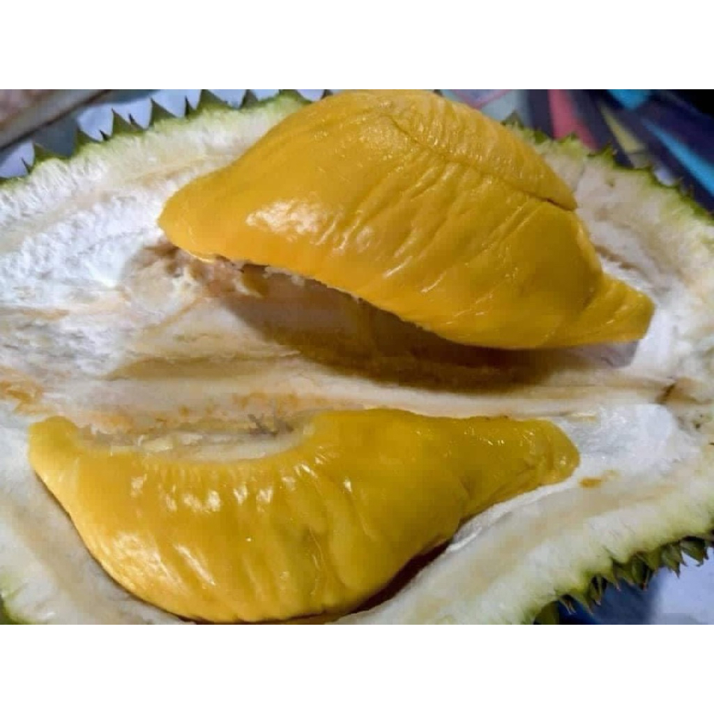 ทุเรียนมูซางคิง  ราชาแห่งทุเรียน