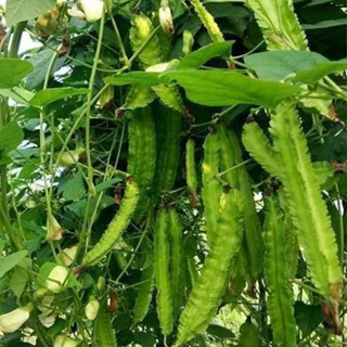 เมล็ดพันธุ์ ถั่วพูเขียว 20 เมล็ด ปลูกง่าย ทนแดด ปลูกได้ทั้งแ…