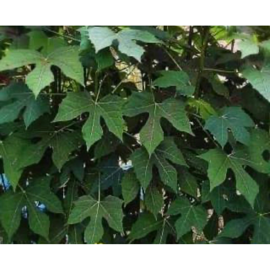 🌱ผงผักไชยา🌱คะน้าเม็กซิโก ผักไชยาบดผง ออแกนิกแท้ไม่ผสมขนาด 100กรัม - รูปที่ 4