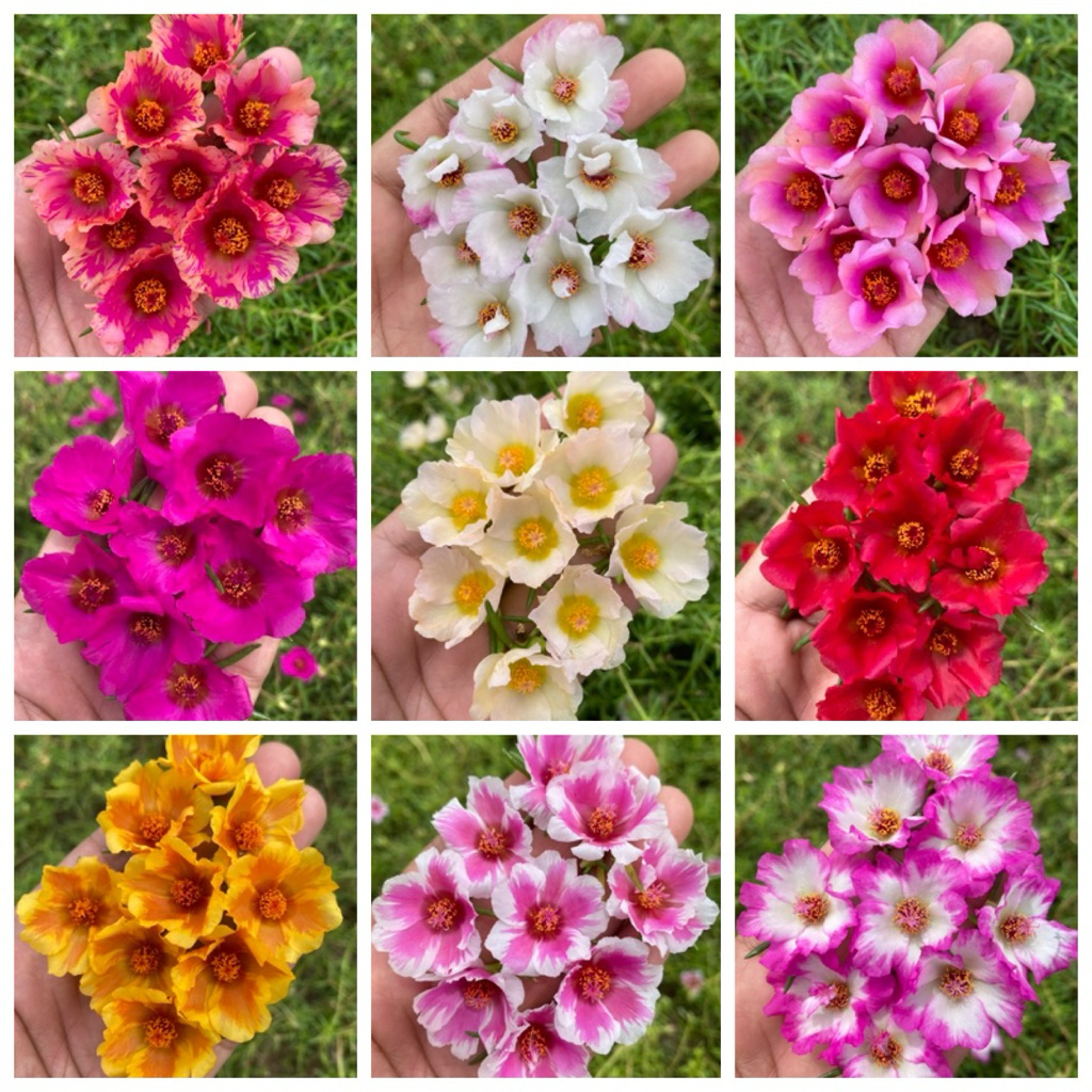 คุณนายตื่นสาย (แพรดอกลา&ชั้นเดียว) คละสี12สีดอกเยอะสวยกิ่งปักชำ