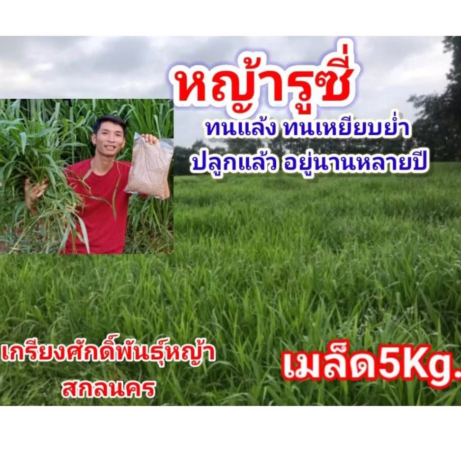 #เมล็ดหญ้ารูซี่ 5kg.พร้อมปลูกเดือน ม.ค.ปี69 #RuzyGrass #พันธุ์หญ้ารูซี่ #หญ้ารูซี่เลี้ยงวัว #หญ้าลูซี่ #เกรียงศักดิ์พั