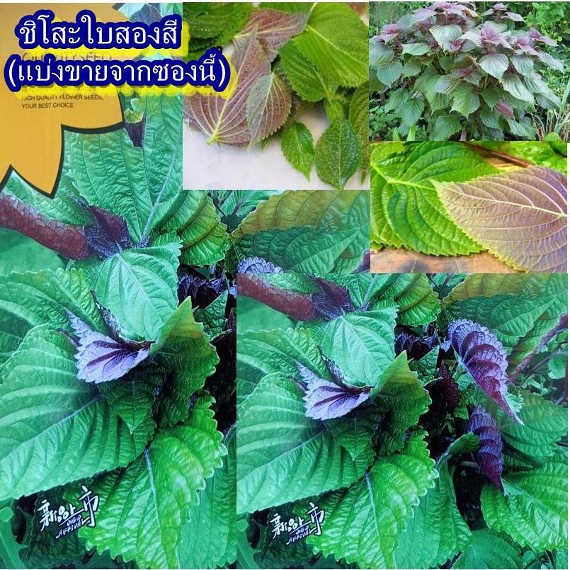 100+ เมล็ด เมล็ดชิโสะใบสองสี (ปลูกง่าย โตเร็ว ชอบน้ำชอบแดด ชิโสะใบสองสีด้านหนึ่งสีเขียวอีกด้านหนึ่งสีแดงอมม่วง)
