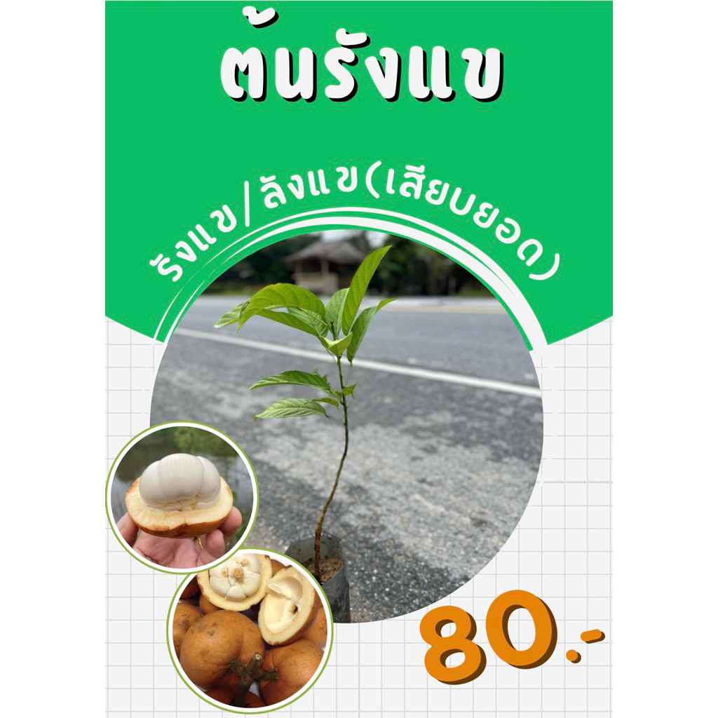 ต้นรังแขหรือต้นลังแข(เสียบยอด) 🌱พร้อมปลูก🌱
