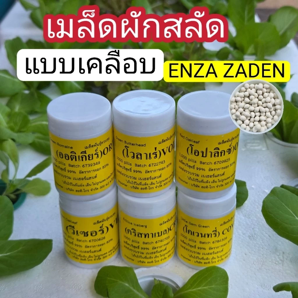 เมล็ดพันธุ์ผักสลัด ชนิดเคลือบ Enza Zaden อัตราการงอกสูง กระปุก 1,000 เมล็ด