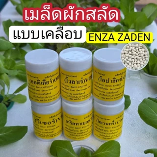 เมล็ดพันธุ์ผักสลัด ชนิดเคลือบ Enza Zaden อัตราการงอกสูง กระปุก 1,000 เมล็ด