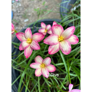บัวดิน Z.Diva,ดิว่า 3หัว60บาท พันธุ์หัวเล็ก