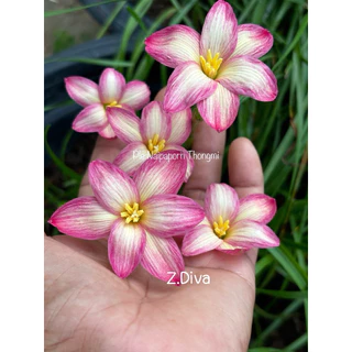 บัวดิน Z.Diva,ดิว่า 3หัว60บาท พันธุ์หัวเล็ก