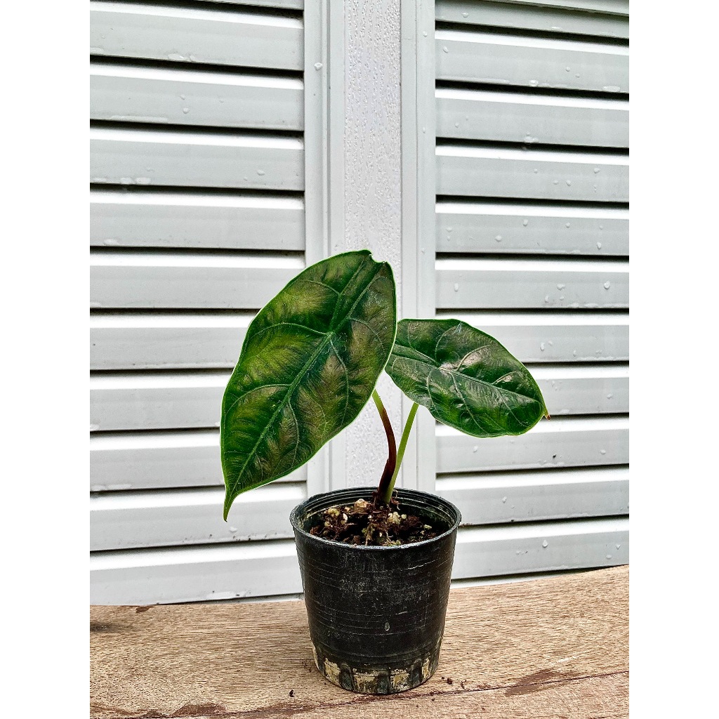 Alocasia Azlanii อโลคาเซีย อัซลานิไอ อนุบาล ถอดกระถาง