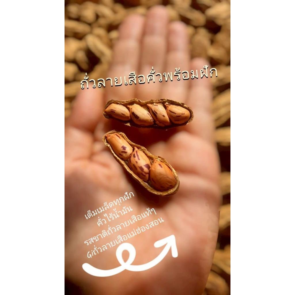 (พร้อมทาน)Giถั่วลายเสือแม่ฮ่องสอนคั่วพร้อมฝัก🥜 รสธรรมชาติ100%ไม่ปรุงแต่ง คัดเมล็ดเต็มทุกฝัก