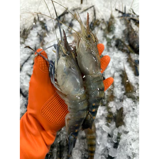 🦞กุ้งแม่น้ำไซส์จัมโบ้+ฟรีน้ำจิ้มซีฟู้ด‼️กุ้งแม่น้ำไซส์ 10-12ตัวโล🦞 ตัวใหญ่ เนื้อแน่น พร้อมส่งทั่วไทย 🚐
