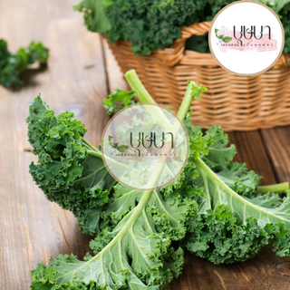 เมล็ดเคลใบหยิก 9บาท 100เมล็ด