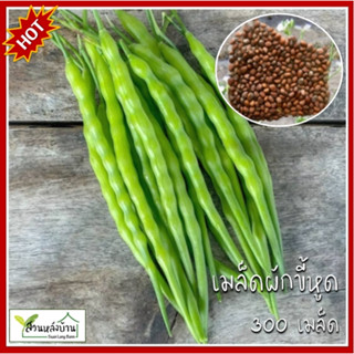 300 เมล็ด ผักขี้หูด เมล็ดผักขี้หูด