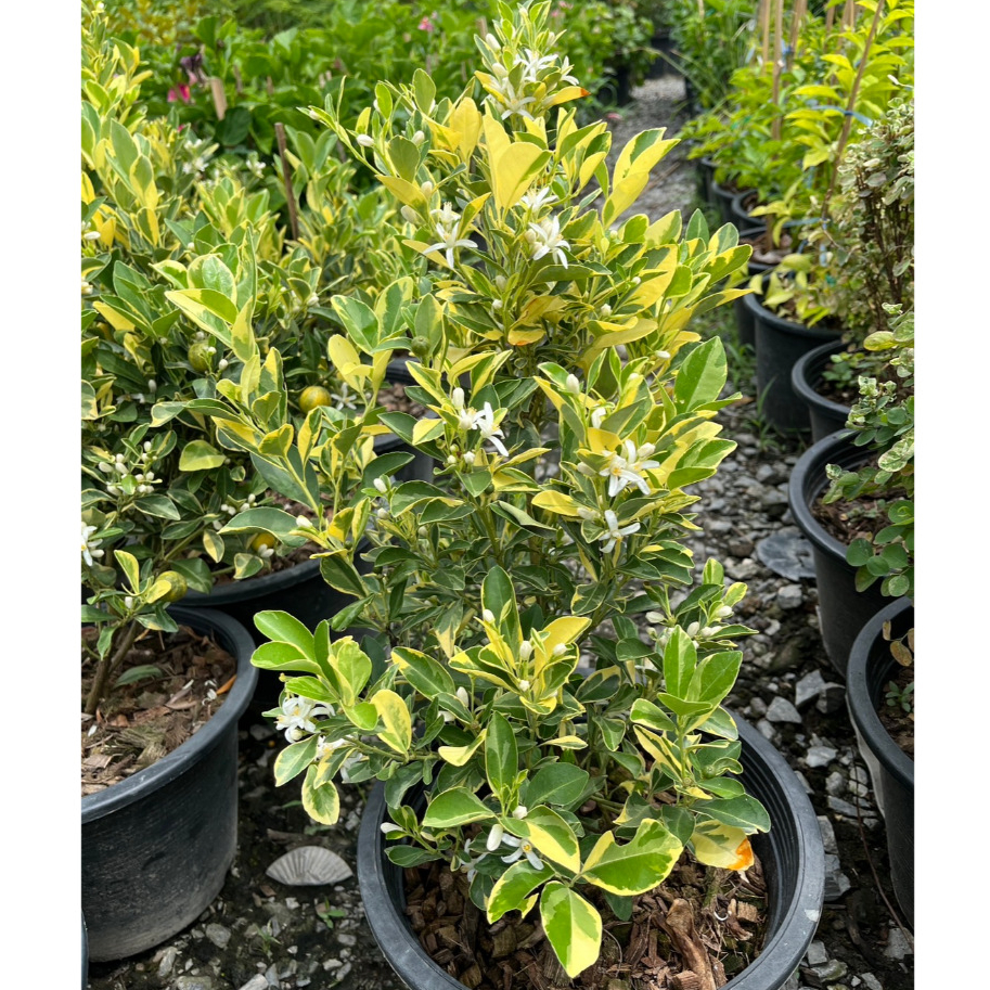 ส้มจี๊ดด่าง ไม้มงคล Variegated Kumquat tree