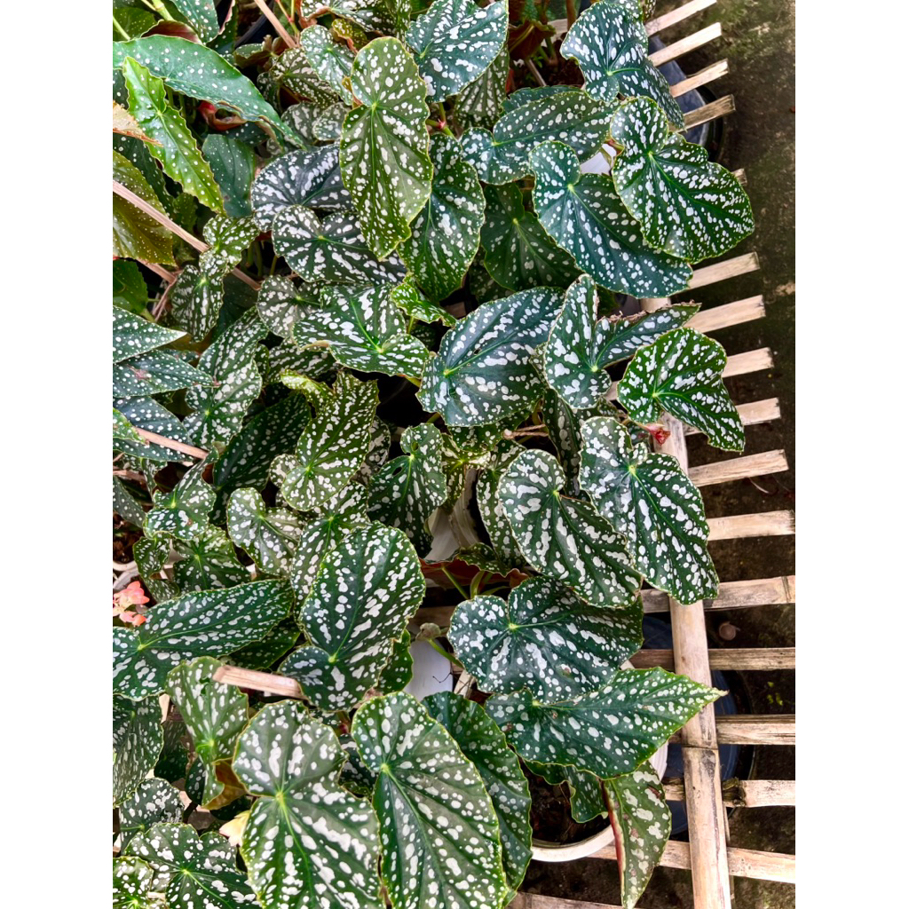 Begonia Maculata ต้น บีโกเนีย มาคูลาต้า / บีโกเนียลายจุด ไม้ประดับ ไม้ประดับน่าสะสม ใบเขียว ลายจุดขาวเงิน ช่วยฟอกอากาศ